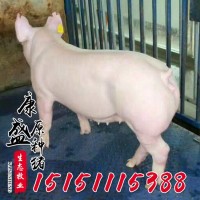 活體豬苗批發(fā) 皮特蘭種豬價格 生態(tài)養(yǎng)殖外三元仔豬豬苗仔豬品種全